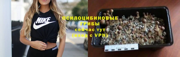 хмурый Аркадак