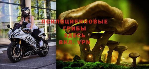 хмурый Аркадак